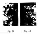 Fig. 03 - Neutralizing High Affinity Human Monoclonal Antibodies Specific to RSV F-Protein and Methods for their Manufacture and Therapeutic use thereof