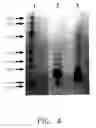 Fig. 05 - Neutralizing High Affinity Human Monoclonal Antibodies Specific to RSV F-Protein and Methods for their Manufacture and Therapeutic use thereof
