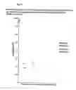Fig. 09 - Method for selecting and producing vaccine components and vaccines based thereon