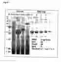 Fig. 14 - Method for selecting and producing vaccine components and vaccines based thereon