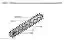 Fig. 02 - Drosophila cell lines producing recombinant secretable filovirus surface glycoproteins lacking the membrane spanning domain