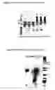 Fig. 04 - Drosophila cell lines producing recombinant secretable filovirus surface glycoproteins lacking the membrane spanning domain