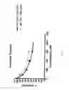 Fig. 02 - FERRITIN AS A THERAPEUTIC TARGET IN ABNORMAL CELLS