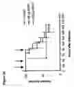 Fig. 43 - Modeling of systemic inflammatory response to infection