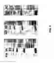 Fig. 04 - Selection of b cells with specificity if interest: method of preparation and use