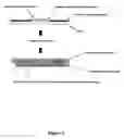 Fig. 04 - Polony fluorescent in situ sequencing beads