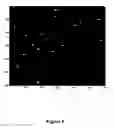 Fig. 07 - Polony fluorescent in situ sequencing beads