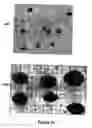 Fig. 03 - Methods for enhancing engraftment of purified hematopoietic stem cells in allogenic recipients