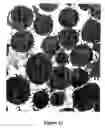Fig. 04 - Methods for enhancing engraftment of purified hematopoietic stem cells in allogenic recipients