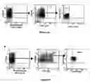 Fig. 05 - Methods for enhancing engraftment of purified hematopoietic stem cells in allogenic recipients