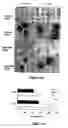 Fig. 10 - Methods for enhancing engraftment of purified hematopoietic stem cells in allogenic recipients