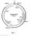 Fig. 02 - Postweaning multisystemic wasting syndrome virus from pigs