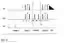Fig. 08 - Methods for detecting and quantifying binding and inhibition of binding of species to nucleic acids