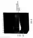 Fig. 07 - Compositions for detection of A target nucleic acid sequence