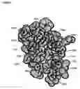 Fig. 04 - Ecdysone receptor ligand-binding domain structure