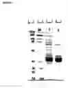 Fig. 05 - Ecdysone receptor ligand-binding domain structure