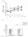 Fig. 02 - Agent for improving physiological motor functions