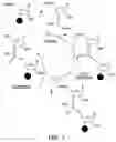 Fig. 02 - Monomer compositions for the synthesis of RNA, methods of synthesis, and methods of deprotection