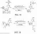 Fig. 09 - Monomer compositions for the synthesis of RNA, methods of synthesis, and methods of deprotection