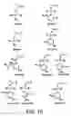 Fig. 10 - Monomer compositions for the synthesis of RNA, methods of synthesis, and methods of deprotection