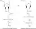 Fig. 29 - Monomer compositions for the synthesis of RNA, methods of synthesis, and methods of deprotection