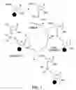 Fig. 02 - Solutions, methods, and processes for deprotection of polynucleotides