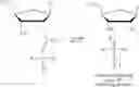 Fig. 25 - Solutions, methods, and processes for deprotection of polynucleotides