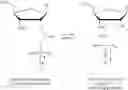 Fig. 28 - Solutions, methods, and processes for deprotection of polynucleotides