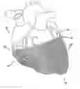 Fig. 01 - Apparatus and method of delivering biomaterial to the heart