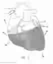 Fig. 02 - Apparatus and method of delivering biomaterial to the heart
