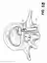 Fig. 06 - Apparatus and methods for the treatment of the intervertebral disc
