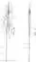 Fig. 31 - Surgical repair kit and its method of use