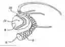 Fig. 01 - Device and method for treatment of mitral insufficiency