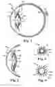 Fig. 02 - Haptic for accommodating intraocular lens