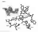 Fig. 09 - Crystals of DPP-IV