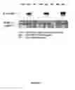 Fig. 05 - Transgenic mouse having an amyloid precursor protein with a modified beta secretase cleavage site