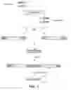 Fig. 12 - Conditional sterility in plants