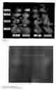 Fig. 04 - Method for Improving Phytoremediation Treatment of a Contaminated Medium