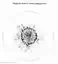 Fig. 14 - Gerbera with multi-petalled and globular-shaped inflorescences