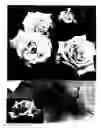 Fig. 02 - Rose plant named 'BENuno'