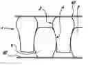 Fig. 01 - Spring core