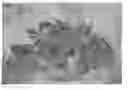 Fig. 01 - Soil improvement material derived from marine resources and process for producing the same