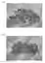 Fig. 04 - Soil improvement material derived from marine resources and process for producing the same
