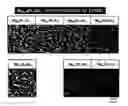 Fig. 01 - High strength and high toughness magnesium alloy and method of producing the same