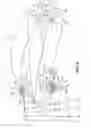Fig. 06 - Swing-arm-type suspension device of vehicle