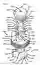 Fig. 19 - Closure for Dispensing Additive