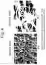 Fig. 05 - Method of producing a porous membrane and waterproof, highly breathable fabric including the membrane