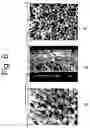 Fig. 07 - Method of producing a porous membrane and waterproof, highly breathable fabric including the membrane