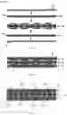 Fig. 23 - Multilayered printed wiring board and manufacturing method thereof