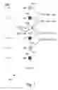 Fig. 06 - Edge directed de-interlacing